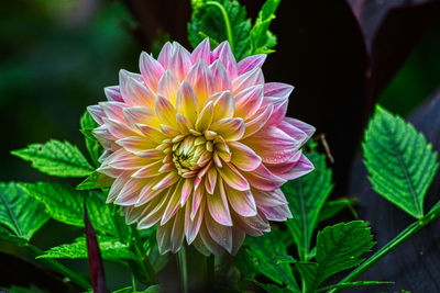 flowering plant