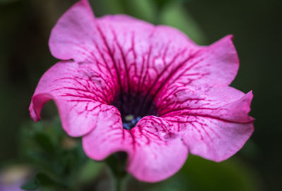 Close-up of pink rose flower