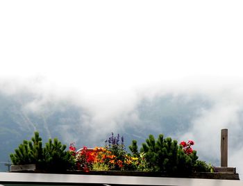 Potted plants and trees against sky