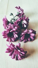 Close-up of pink flowers