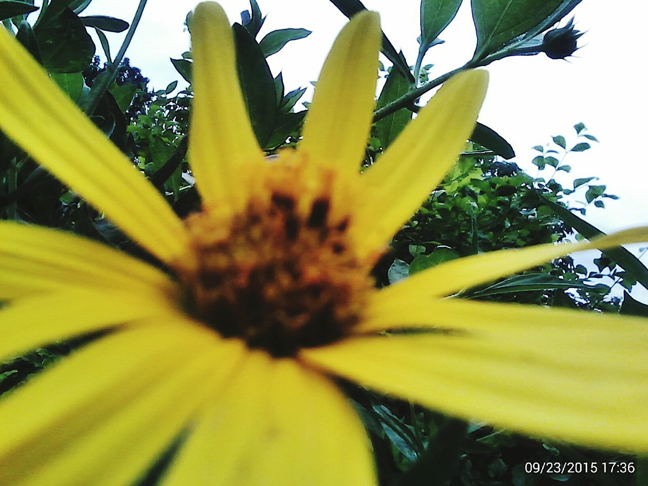 flower, growth, yellow, freshness, close-up, fragility, beauty in nature, flower head, nature, plant, petal, low angle view, leaf, single flower, day, pollen, no people, outdoors, focus on foreground, in bloom