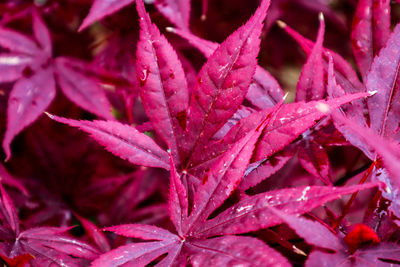 Full frame shot of wet plants during winter