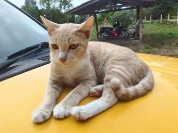 Portrait of cat sitting on a car