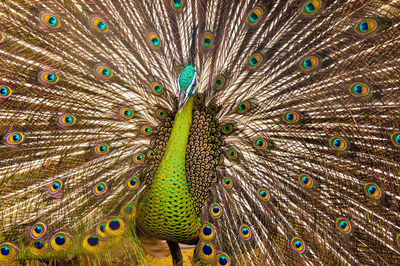 Close-up of peacock with feathers fanned out