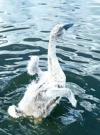 View of swan swimming in lake