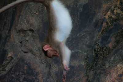 High angle view of monkey on rock