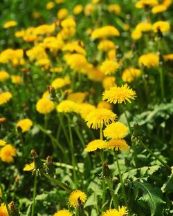 Close-up of yellow flowering plant on field