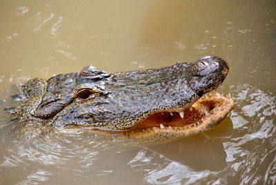 American alligator latin name alligator  in the everglades