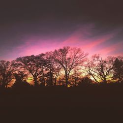 Silhouette of trees at sunset