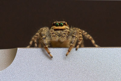 Close-up of spider on wall