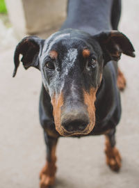 Close-up portrait of black dog
