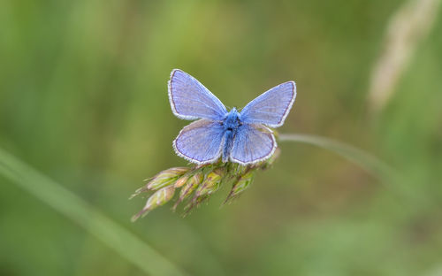 Close-up of butterfly on flower