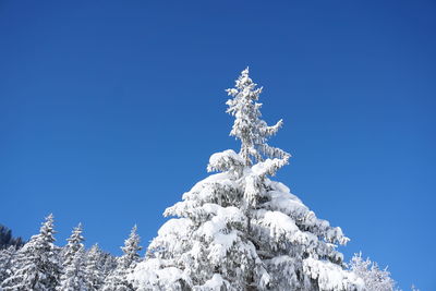 Low angle view of frozen tree against clear blue sky