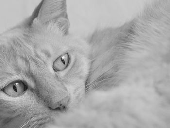 Close-up of cat