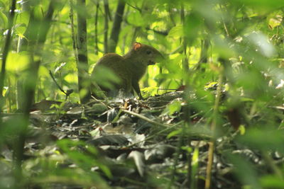 Agouti amidst plants on field