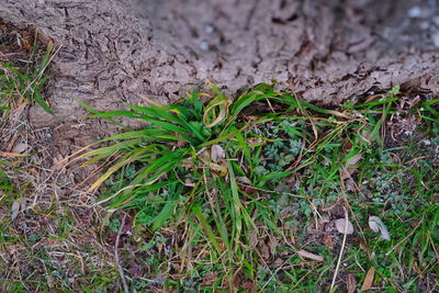 High angle view of plants growing on field