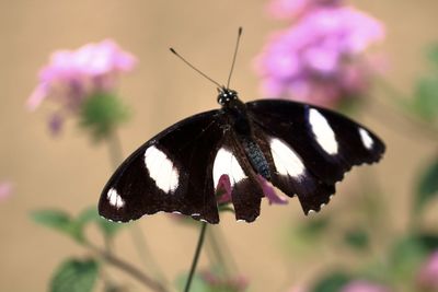 Close-up of butterfly on purple flower