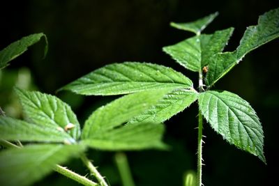 leaf