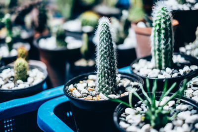 Close-up of potted plant on table