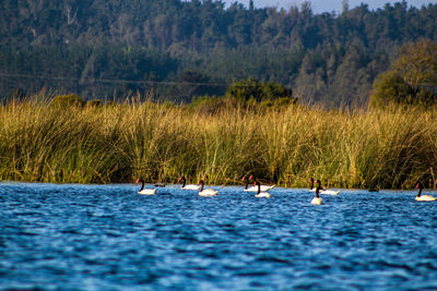 Black-necked swan on lake shore