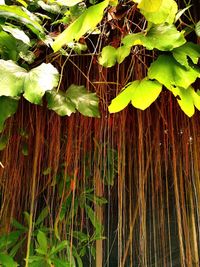 Close-up of leaves on plant