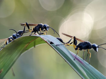 Close-up of insect on flower