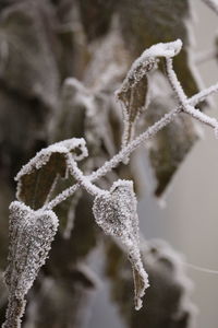 Close-up of frozen plant