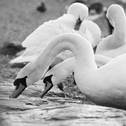 View of swan in water