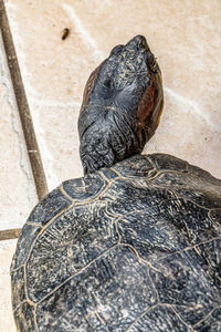 High angle view of tortoise in sea