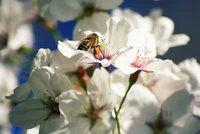 Close-up of white flowers blooming outdoors