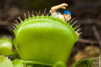 Close-up of fruit on plant