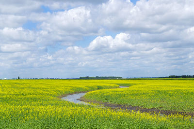 Scenic view of oilseed rape field against sky