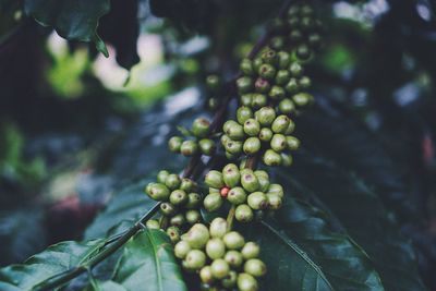 Close-up of berries growing on tree