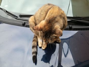 Close-up of cat on car against sky