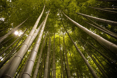 Low angle view of bamboo trees in forest