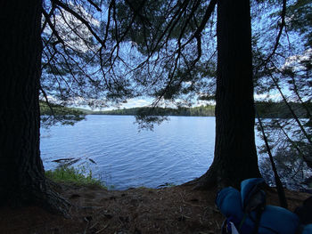 Scenic view of lake in forest