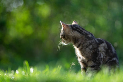 Close-up of a cat looking away