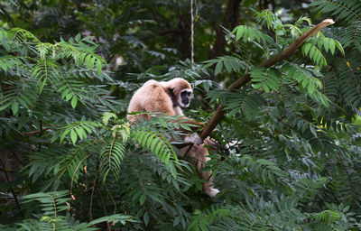 Sheep in a forest