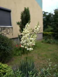 Close-up of flowers blooming on tree