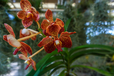 Close-up of red flowering plant