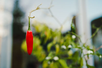 Close-up of red chili peppers on plant