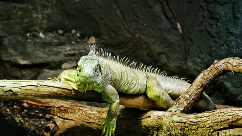 Close-up of lizard