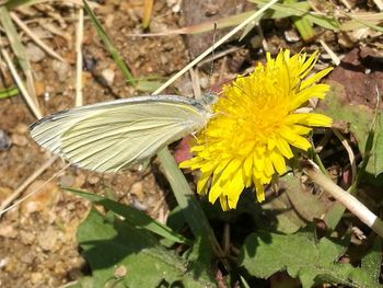 High angle view of insect on yellow flower