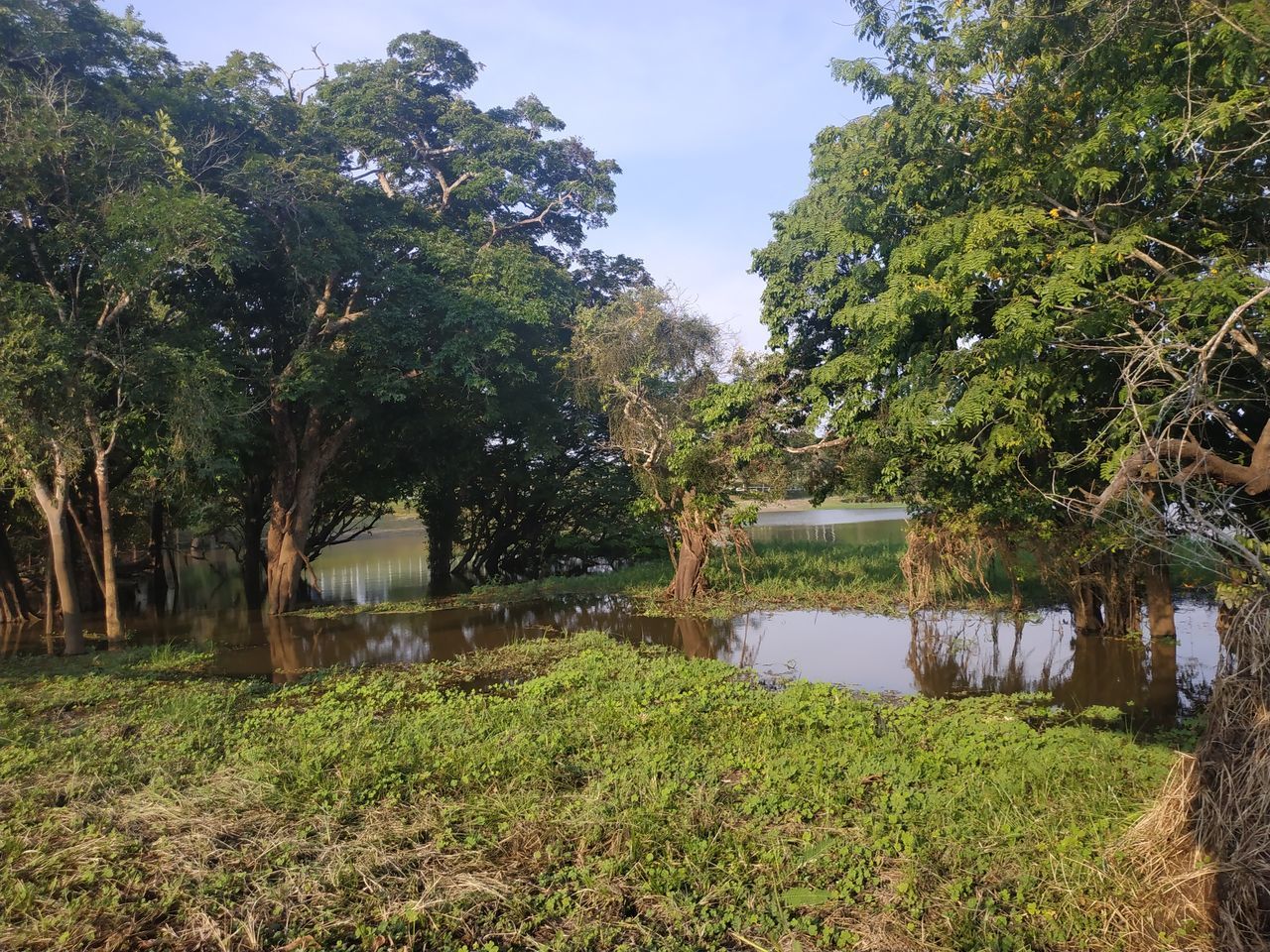 TREES BY LAKE