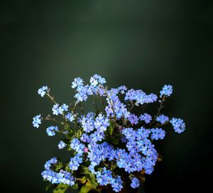 Close-up of purple flowering plant