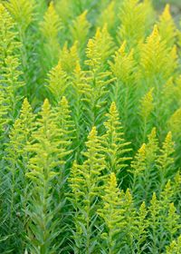 Close-up of plants growing on field