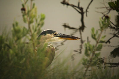 Bird in a lake