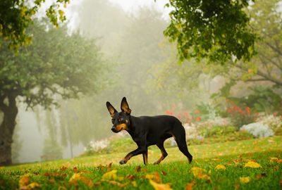 Dog and trees against plants