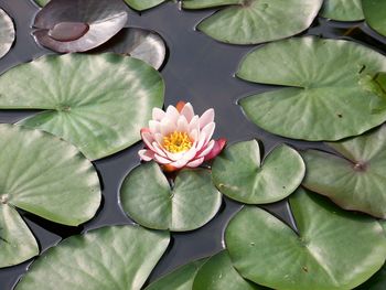 High angle view of pink lotus water lily blooming in pond