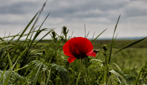 Close-up of red poppy blooming in field